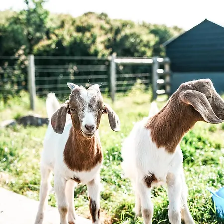 Lüks kamp alanı Glamping At Macdonald's Farm